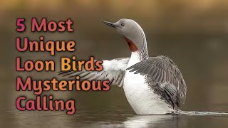 5 Most Unique Loon Birds Mysterious Calling @animals2.2