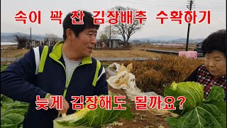 속이 꽉 찬 김장배추 수확하기, 늦게 김장해도 될까요?