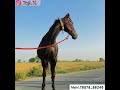 ਮਾਰਵਾੜੀ ਘੋੜੀ ਵਿਕਾਓ ਆ ਮਿਤਰੋ ਜੈਜ ਰੇਟ ਦੀ marwadi mare forsale at bestprice horse gurtejchahal