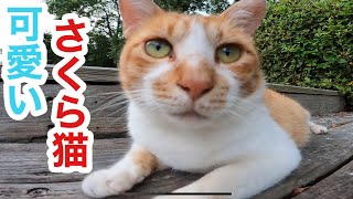 可愛いさくら猫ちゃんと夕方の公園で戯れてみた straycats 野良猫