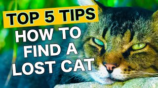 Find a Missing Cat: Pet Detective's Top 5 Search Tips on What do First