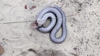 Video Shows Georgia Snake’s ‘Death Dance'