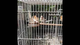 Emprit Jepang/Society Finch Kawin