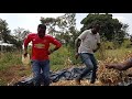 How to make silage from Maize stovers, +256700830886, +256780702921