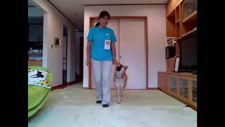 オンライン教室で雑種犬風愛ちゃんとミニダンス