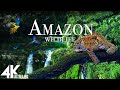 Amazon Wildlife In 4K - Animals That Call The Jungle Home | Amazon Rainforest | Relaxation Film