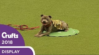 That's Magic! East Anglian Staffordshire Bull Terrier Display Team | Crufts 2018