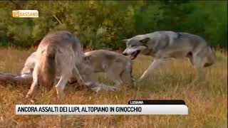 TG BASSANO (30/07/2018) - ANCORA ASSALTI DEI LUPI, ALTOPIANO IN GINOCCHIO