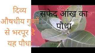 सफेद आँक(आकडा)के पौधे के इतने सारे औषधीय गुण । Benefits of Ankh plant