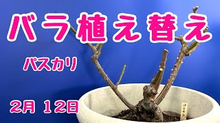 #バラ #植え替え 　#パスカリ 　　2025年2月11日