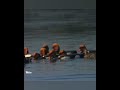 red crested pochards january 2025