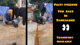 Palti pigeons for sale in Bangalore tin factory | Transportation available 😍 | Chethu loft Kannada |