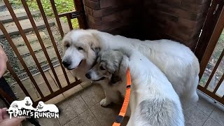 行かないふりに長距離要求…お散歩はワガママになってしまうアランです　Great Pyrenees　グレートピレニーズ