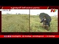 nivar cyclone effect on 7000 hectares paddy field in krishna district ntv