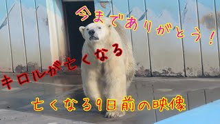 ホッキョクグマのキロルが天国に🌈彼の亡くなる9日前の映像です！キロル、今までありがとう！！