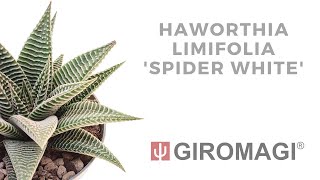 Haworthia limifolia 'Spider white'