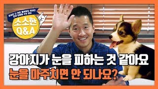 강아지가 눈을 피하는 것 같아요. 눈을 마주치면 안 되나요? ｜강형욱의 소소한 Q\u0026A