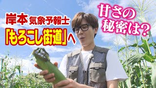 岸本気象予報士「もろこし街道」へ！　甘さの秘密は？収穫も体験