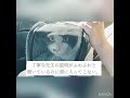 【悪性リンパ腫闘病vlog 1】愛猫がリンパ腫と診断された日