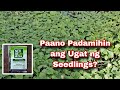 Paano Padamihin ng ugat ng Seedlings? #agriculture #seedlings #cucumber