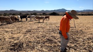 LLEBANDO AGUA 💦Y PASTURA A LAS VACAS FLACAS🐂😉🇲🇽