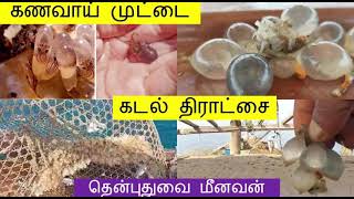 கணவாய் முட்டை | கடல் திராட்சை | Cuttle Eggs | தென்புதுவை மீனவன்