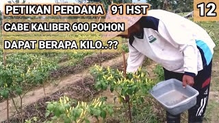 CABE KALIBER 600 POHON | PANEN PERDANA USIA 91 HST DAPAT BERAPA KILO..??