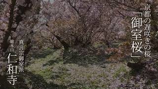 京都の桜 御室桜【真言宗御室派 総本山 仁和寺】Cherry blossom 1分動画 20214 2