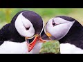 mesmerizing birds sounds outstanding bird videos and pictures