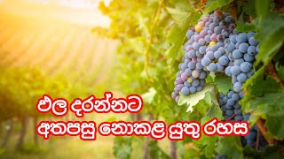 ඵල දරන්නට අතපසු නොකළ යුතු රහස