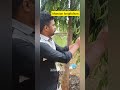 இது அசோக மரமா ❌நெட்டிலிங்கம் மரம்✅ monoon longifolium shorts trees shortsfeed viralvideo nature