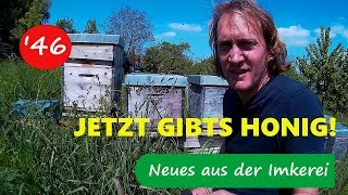 Bienen im April/ Jetzt gibt es Honig - Neues aus der Imkerei 46