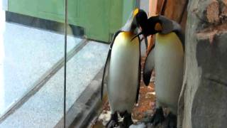 Kissing Penguins