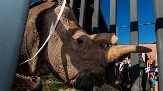 Public Mourns Death Of Rare Rhino In San Diego