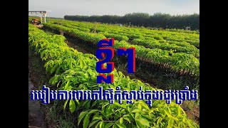 ខ្លីៗ របៀបការពារកៅស៊ូកុំស្លាប់ក្នុងរដូវប្រាំង