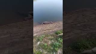 காரையார் அணை முதலை | Karaiyar dam crocodiles | Tirunelveli district | papanasam