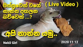 This's how Dog is going to bath(Live Video)|අපි නාන්න යනහැටි|2020 11 12