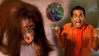 Brahmanandam Trending Blockbuster Chimpanzee Comedy Scene | Movie Temple
