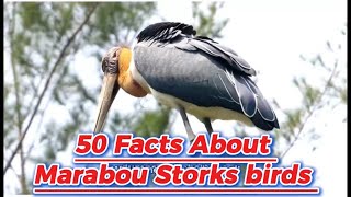 50 facts about Marabou Stork birds 🦅.