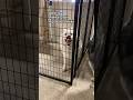 Let’s see why dogs are in doggie jail at dog daycare, pt.4! #dogdaycare #dog #doglover