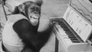 The Fresh Bananas - Slide Monkey