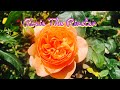 Rosie The Riveter Rose | Vivid Orange Rose