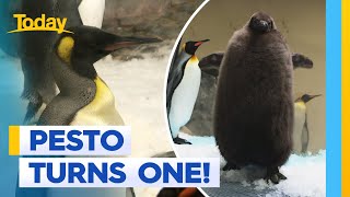 Pesto the penguin turns one | Today Show Australia