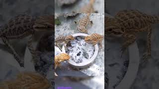 Innaiku oru pudi ellarum ναnga #shorts #trending #rare #dragon