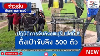 ปฏิบัติการจับลิงลพบุรี เฟสที่ 5 ตั้งเป้าจับลิง 500 ตัว