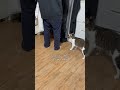 세계 최초 집사 바지 벗기는 고양이ㅣworld’s first cat to take off pants