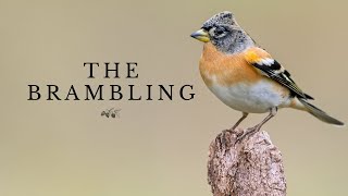 The Brambling