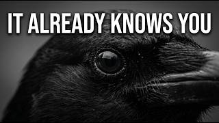 Crows Never Forget a Face — The Scariest Bird Intelligence You've Never Heard Of Recommended