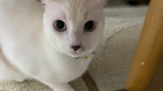 家の工事の音が大きすぎて怯えて椅子の下から出てこなくなった弟猫