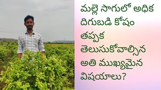 మల్లె సాగులో అధిక దిగుబడి కోషం తప్పక తెలుసుకోవాల్సిన అతి ముఖ్యమైన విషయాలు/Jasmine flowers/raithubadi